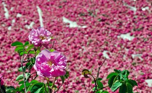 همایش «ایران، سرزمین گل محمدی» ۲۷ آبان برگزاری می‌شود