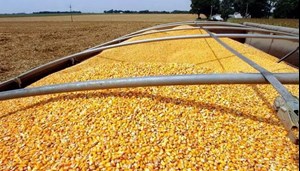 اخذ مجوز واردات 5.5 میلیون تن نهاده‌های دامی از ستاد تنظیم بازار / فروش خارج از بازارگاه قاچاق و مشمول برخورد قانونی