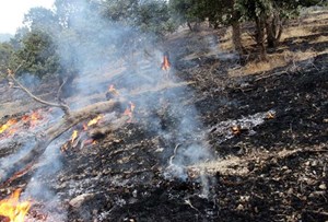 مهار کامل آتش‌سوزی جنگل‌های هیرکانی الیت/ هیچ پرواز خارجی وارد عملیات اطفای حریق نشد