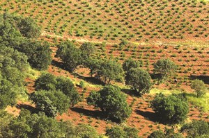 نظارت میدانی بر اجرای طرح کاشت یک میلیارد درخت تقویت شود