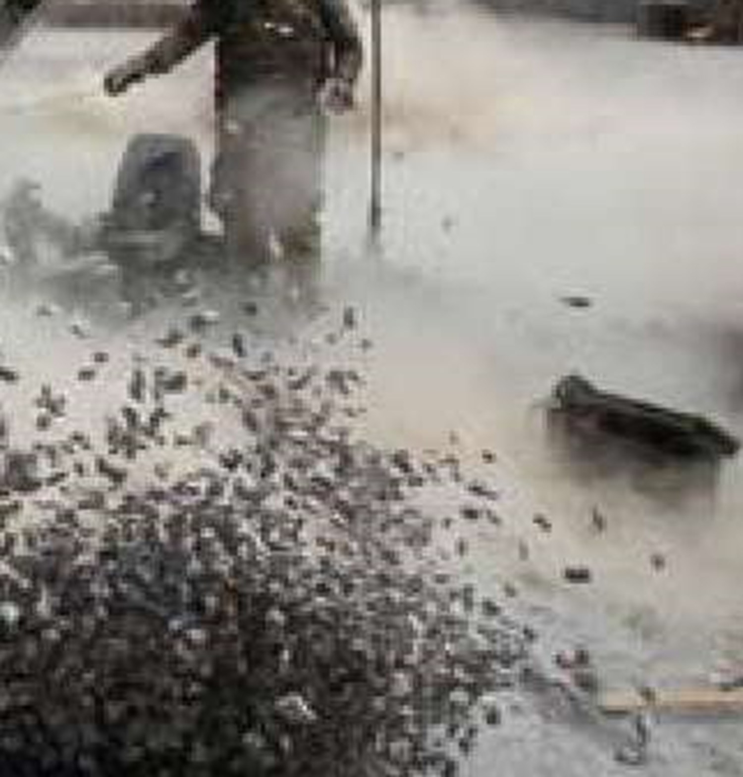 خلع سلاح مقاومت، منطق ندارد 